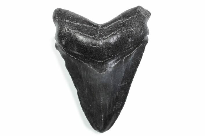 Serrated, Fossil Megalodon Tooth - South Carolina #370465